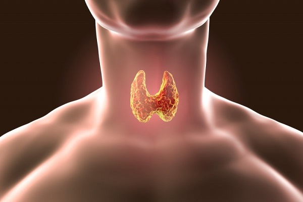 Щитовидная железа – важный орган в жизни женщины