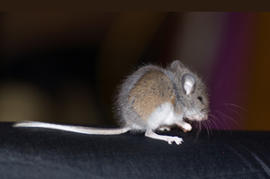 Японские мыши получили зубы из стволовых клеток
