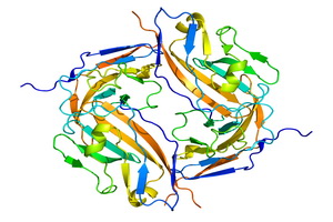 Protein_CD47