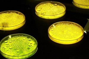 Антимикробные пептиды против бактерий, грибов и вирусов