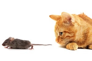 Акция спасения мыши из пасти кошки закончилась для американца… чумой