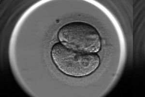 Эмбриоскоп снимает видео начальной стадии развития эмбриона