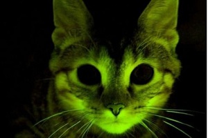 Учёные изучают вирус иммунодефицита на флуоресцирующих кошках
