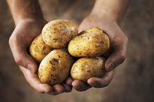 Учёные доказали, что картофель лечит язву