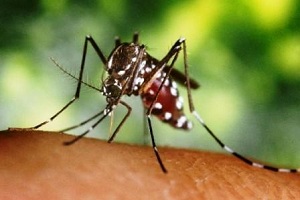 Панамские учёные сомневаются, что комары-мутанты спасут страну от лихорадки денге