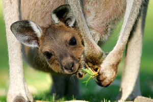 Методика кенгуру поможет выходить недоношенных детей в странах третьего мира