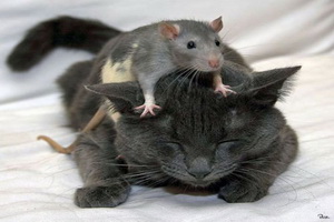 Мышки рак простаты
