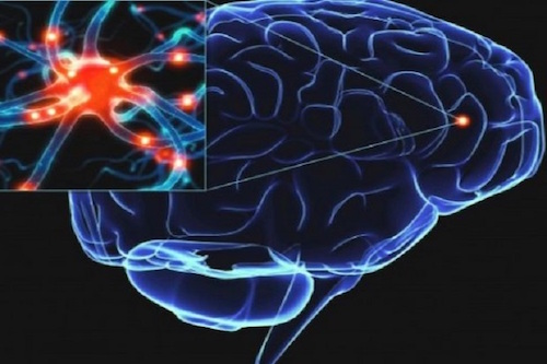Ученые: мозг может функционировать после остановки сердца