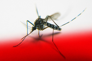 Лихорадка денге и комары