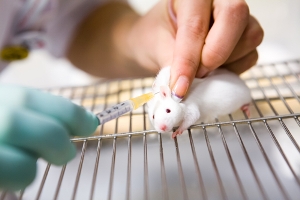Мышь поможет вырастить человеческую печень