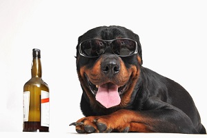 Пиво, вино, соки и энергетические напитки для собак