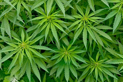 Регулярное употребление марихуаны срок на приобретение наркотиков