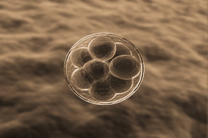 Эмбриональные клетки